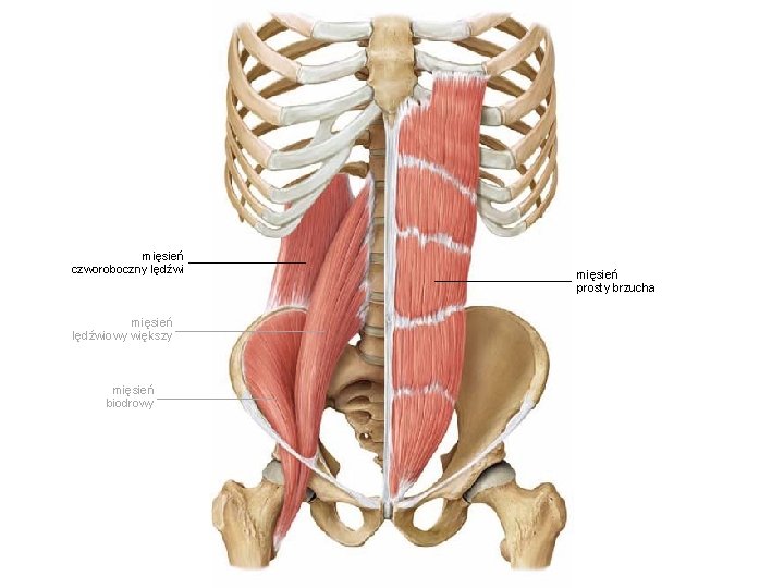 mięsień czworoboczny lędźwi mięsień lędźwiowy większy mięsień biodrowy mięsień prosty brzucha 