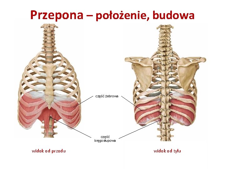 Przepona – położenie, budowa część żebrowa część kręgosłupowa widok od przodu widok od tyłu