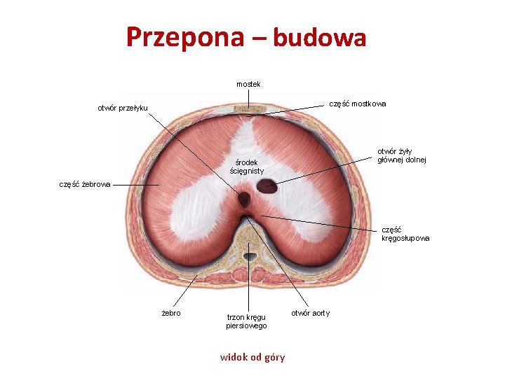 Przepona – budowa mostek część mostkowa otwór przełyku otwór żyły głównej dolnej środek ścięgnisty