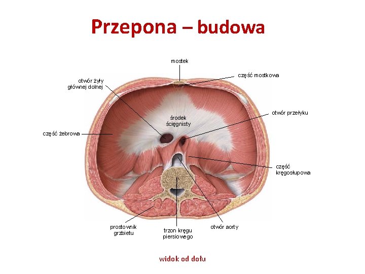 Przepona – budowa mostek część mostkowa otwór żyły głównej dolnej otwór przełyku środek ścięgnisty