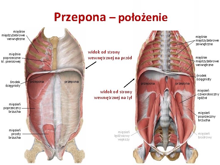 Przepona – położenie mięśnie międzyżebrowe wewnętrzne mięśnie międzyżebrowe zewnętrzne widok od strony wewnętrznej na