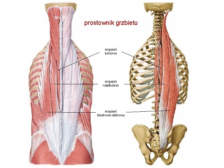 prostownik grzbietu mięsień kolcowy mięsień najdłuższy mięsień biodrowo-żebrowy 