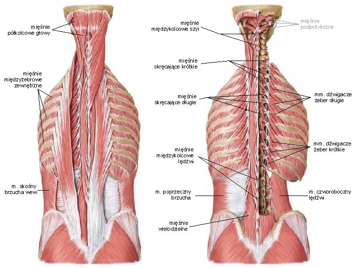 mięśnie półkolcowe głowy mięśnie międzykolcowe szyi mięśnie podpotyliczne mięśnie skręcające krótkie mięśnie międzyżebrowe zewnętrzne