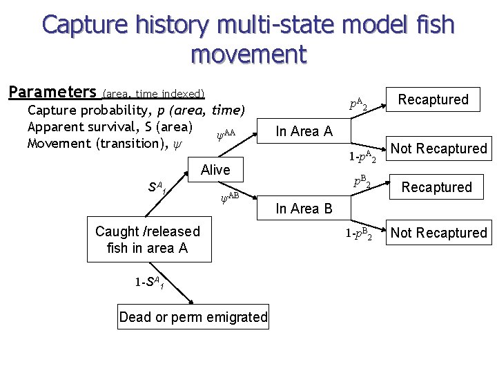 Capture history multi-state model fish movement Parameters (area, time indexed) Capture probability, p (area,