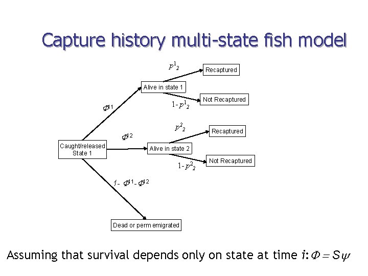 Capture history multi-state fish model p 12 Recaptured Alive in state 1 1 -