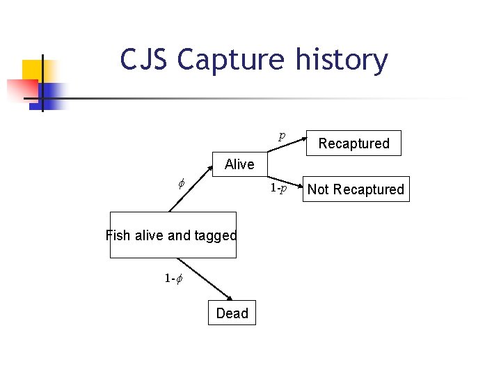 CJS Capture history p Recaptured Alive f 1 -p Fish alive and tagged 1