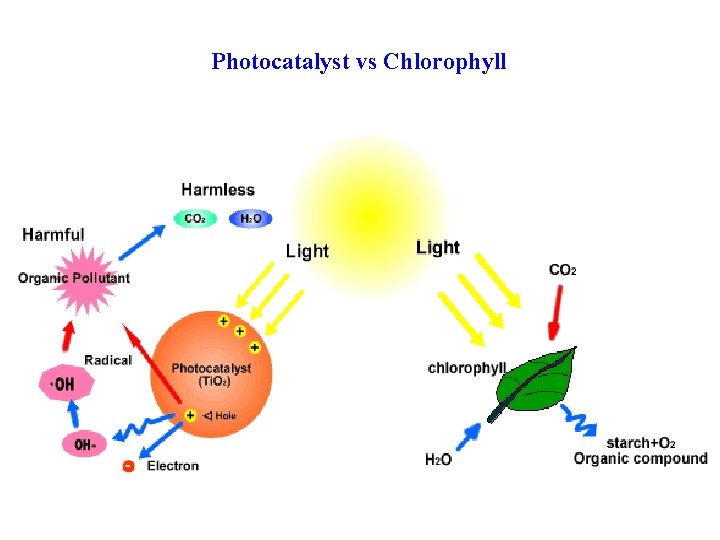 Photocatalyst vs Chlorophyll 