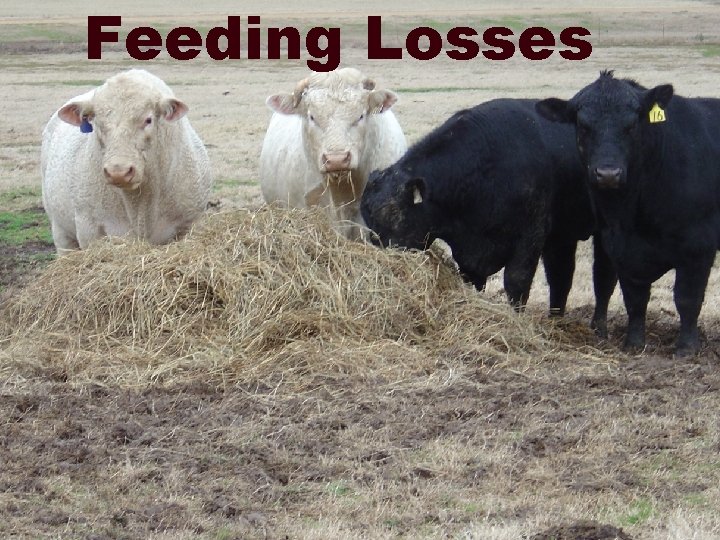 Feeding Losses 