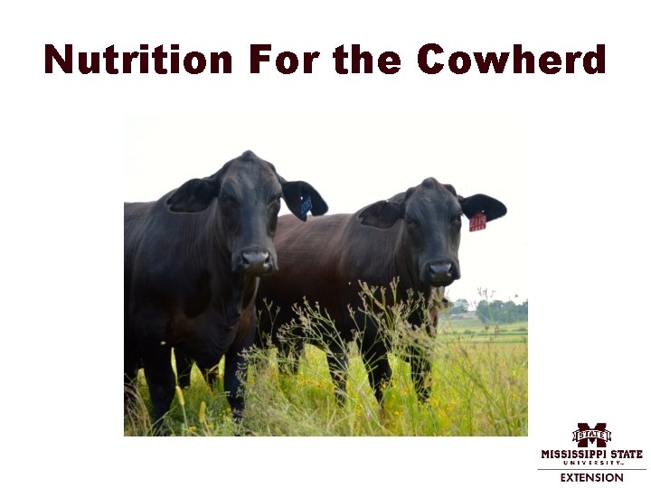 Nutrition For the Cowherd 