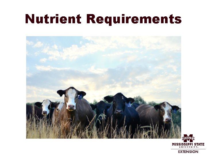 Nutrient Requirements 