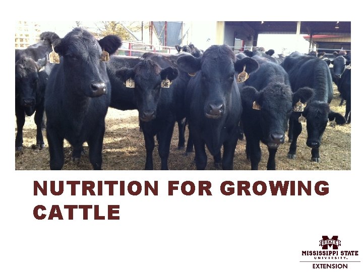 NUTRITION FOR GROWING CATTLE 