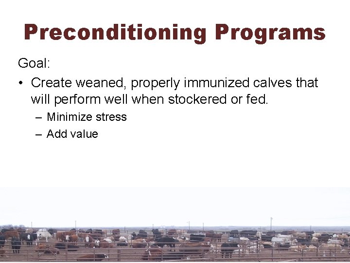 Preconditioning Programs Goal: • Create weaned, properly immunized calves that will perform well when