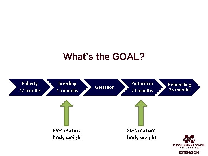 What’s the GOAL? Puberty 12 months Breeding 15 months 65% mature body weight Gestation