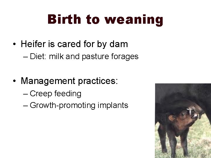 Birth to weaning • Heifer is cared for by dam – Diet: milk and