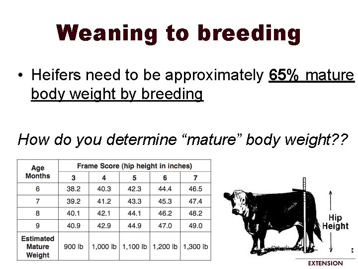 Weaning to breeding • Heifers need to be approximately 65% mature body weight by