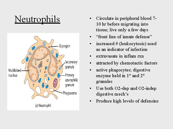 Neutrophils • Circulate in peripheral blood 710 hr before migrating into tissue; live only