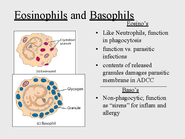 Eosinophils and Basophils Eosino’s • Like Neutrophils, function in phagocytosis • function vs. parasitic