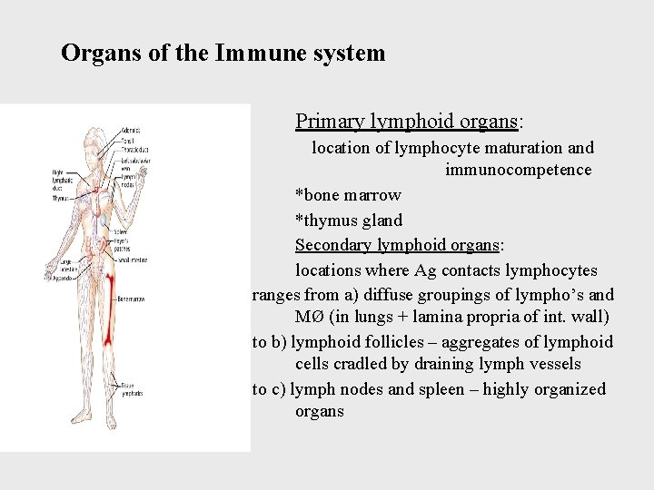 Organs of the Immune system Primary lymphoid organs: location of lymphocyte maturation and immunocompetence