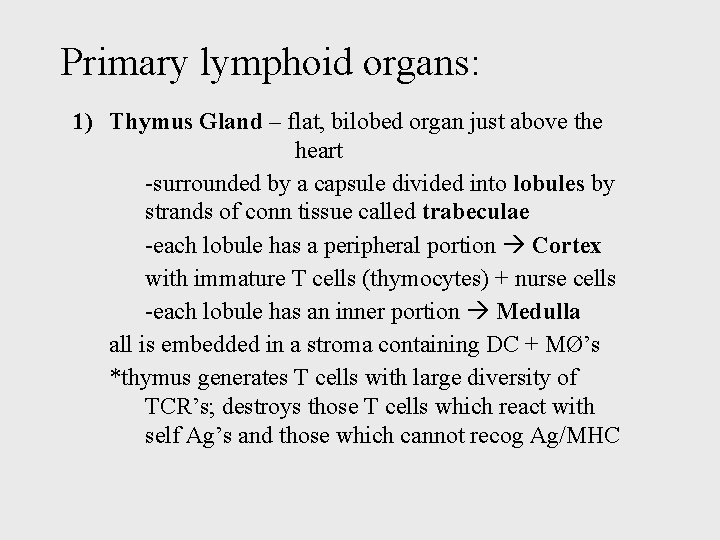Primary lymphoid organs: 1) Thymus Gland – flat, bilobed organ just above the heart