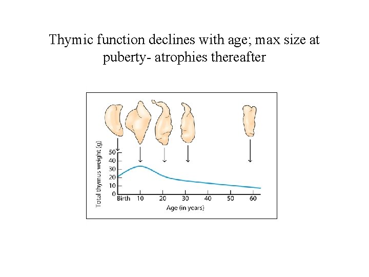 Thymic function declines with age; max size at puberty- atrophies thereafter 