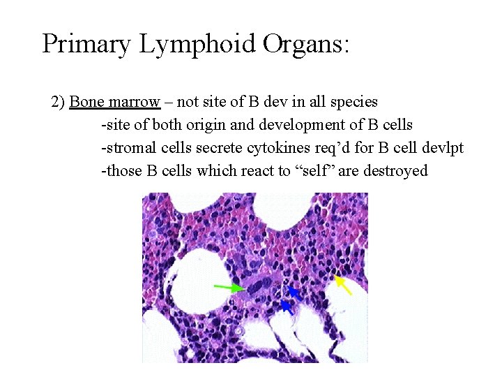 Primary Lymphoid Organs: 2) Bone marrow – not site of B dev in all