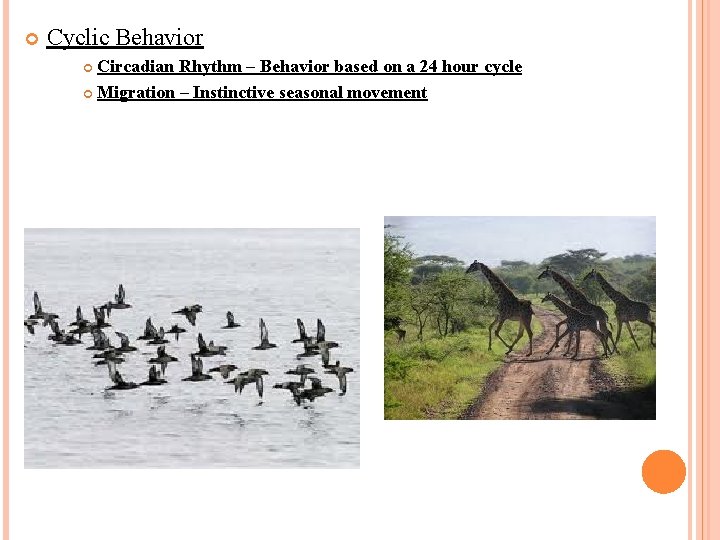 Cyclic Behavior Circadian Rhythm – Behavior based on a 24 hour cycle Migration