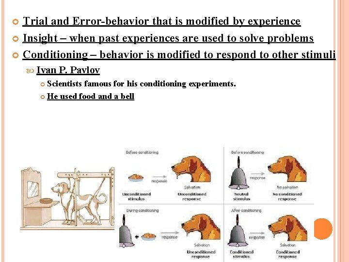 Trial and Error-behavior that is modified by experience Insight – when past experiences are