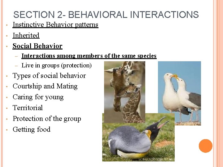 SECTION 2 - BEHAVIORAL INTERACTIONS • • • Instinctive Behavior patterns Inherited Social Behavior