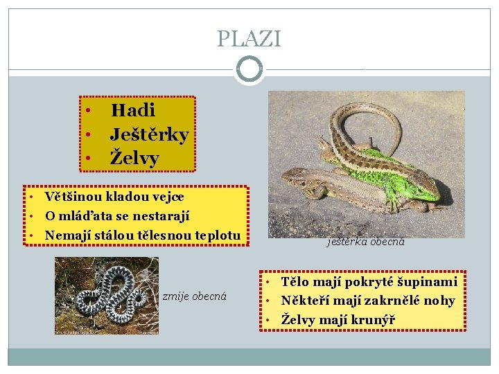 PLAZI • • • Hadi Ještěrky Želvy • Většinou kladou vejce • O mláďata