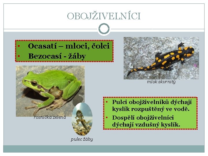 OBOJŽIVELNÍCI • • Ocasatí – mloci, čolci Bezocasí - žáby mlok skvrnitý • Pulci