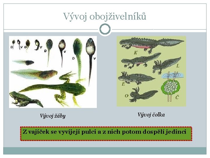 Vývoj obojživelníků Vývoj žáby Vývoj čolka Z vajíček se vyvíjejí pulci a z nich