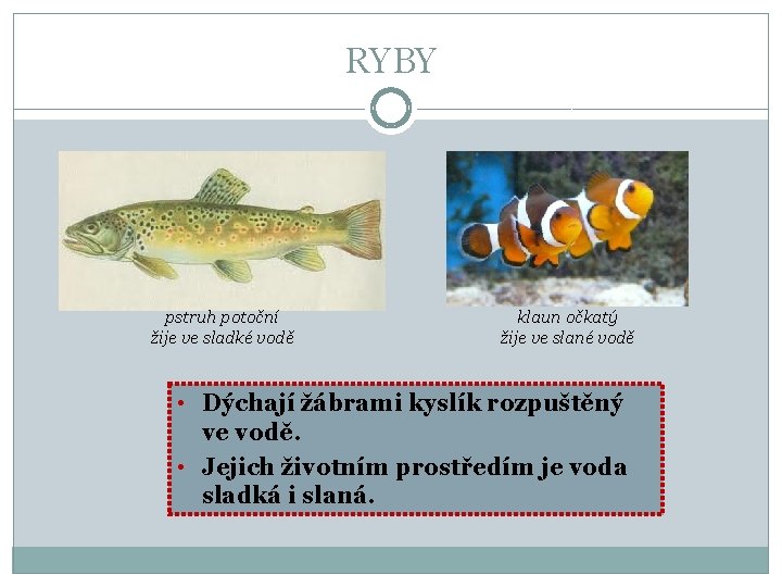 RYBY pstruh potoční žije ve sladké vodě klaun očkatý žije ve slané vodě •