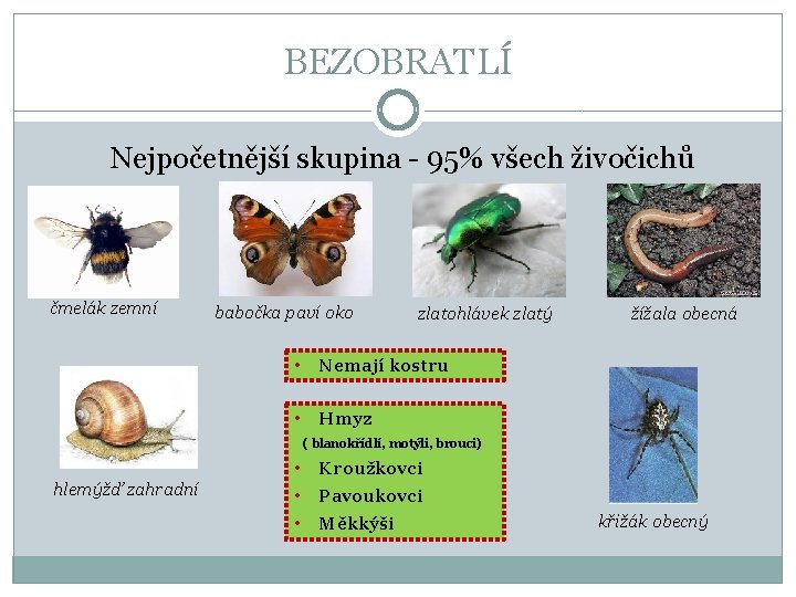 BEZOBRATLÍ Nejpočetnější skupina - 95% všech živočichů čmelák zemní babočka paví oko zlatohlávek zlatý