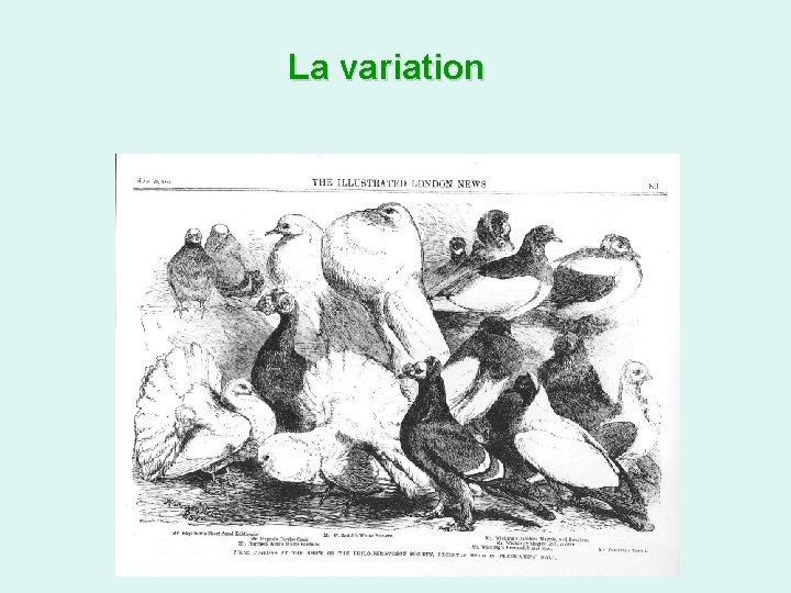 La variation 