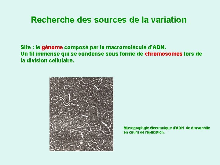 Recherche des sources de la variation Site : le génome composé par la macromolécule