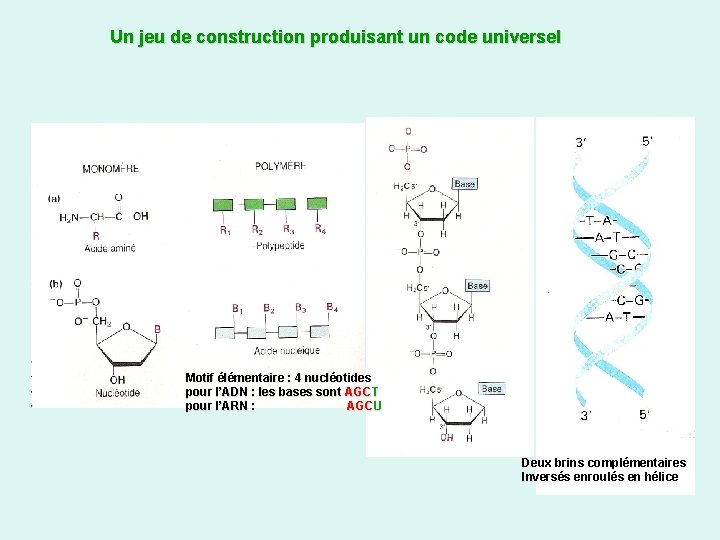 Un jeu de construction produisant un code universel Motif élémentaire : 4 nucléotides pour