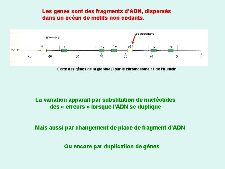 Les gènes sont des fragments d’ADN, dispersés dans un océan de motifs non codants.