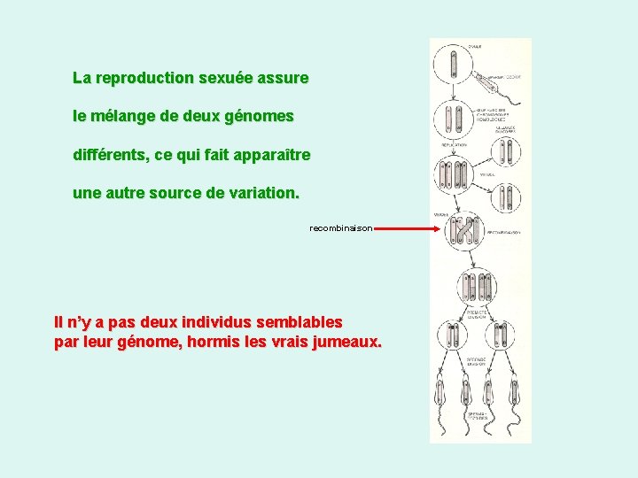 La reproduction sexuée assure le mélange de deux génomes différents, ce qui fait apparaître