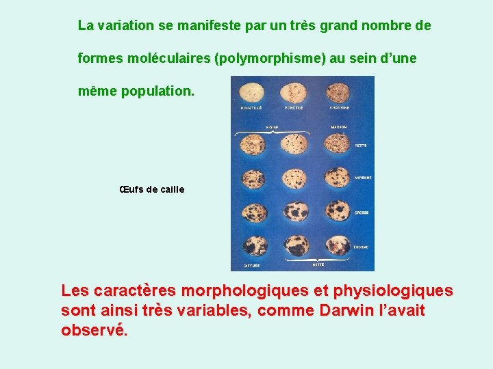 La variation se manifeste par un très grand nombre de formes moléculaires (polymorphisme) au