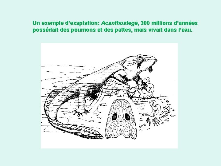 Un exemple d’exaptation: Acanthostega, 300 millions d’années possédait des poumons et des pattes, mais