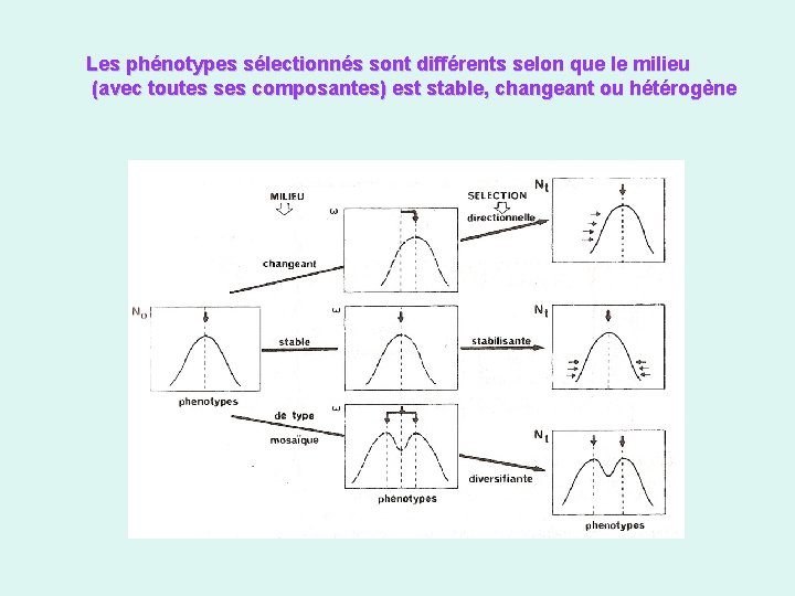 Les phénotypes sélectionnés sont différents selon que le milieu (avec toutes ses composantes) est