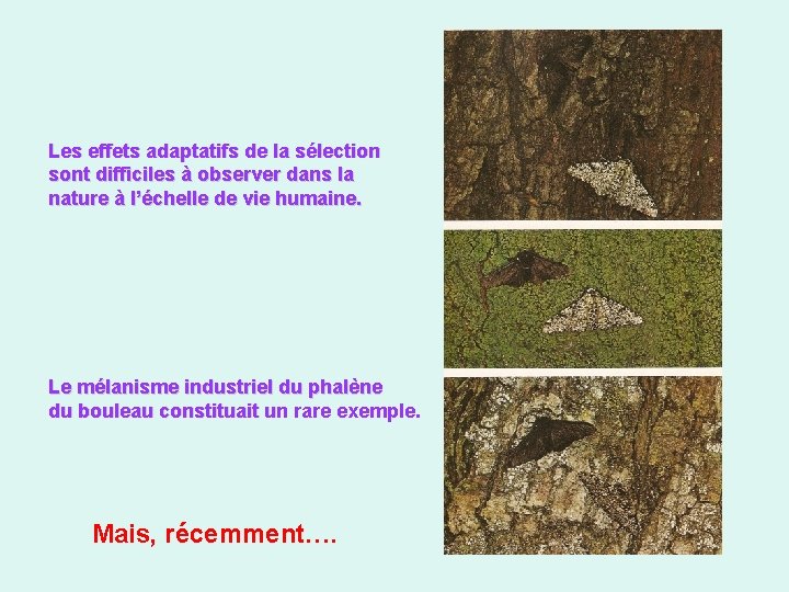 Les effets adaptatifs de la sélection sont difficiles à observer dans la nature à
