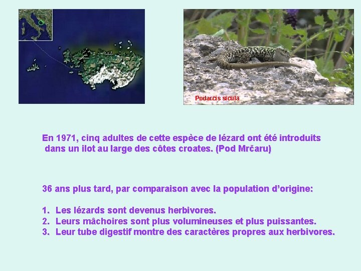 Podarcis sicula En 1971, cinq adultes de cette espèce de lézard ont été introduits