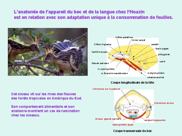 L’anatomie de l’appareil du bec et de la langue chez l’Hoazin est en relation