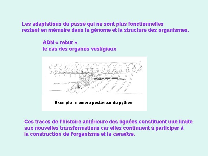 Les adaptations du passé qui ne sont plus fonctionnelles restent en mémoire dans le