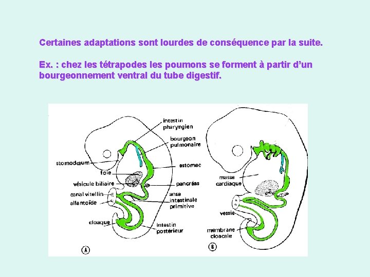 Certaines adaptations sont lourdes de conséquence par la suite. Ex. : chez les tétrapodes