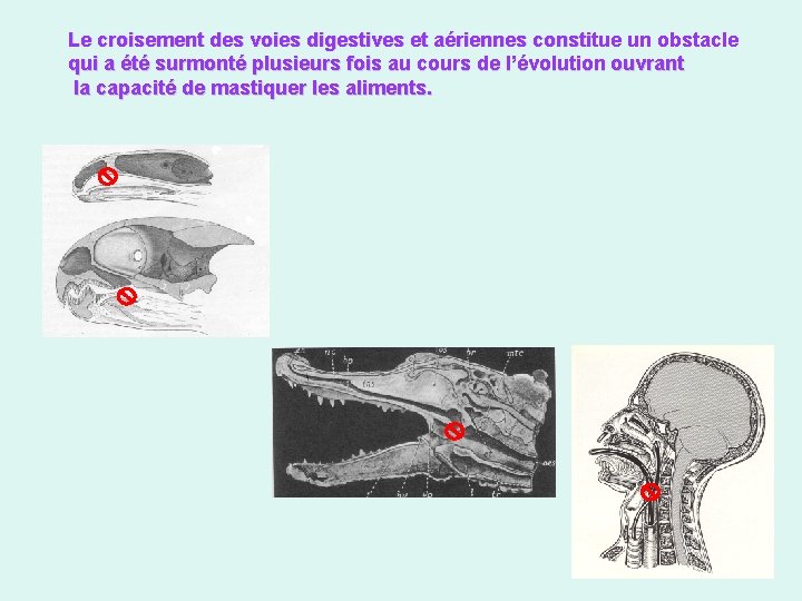 Le croisement des voies digestives et aériennes constitue un obstacle qui a été surmonté