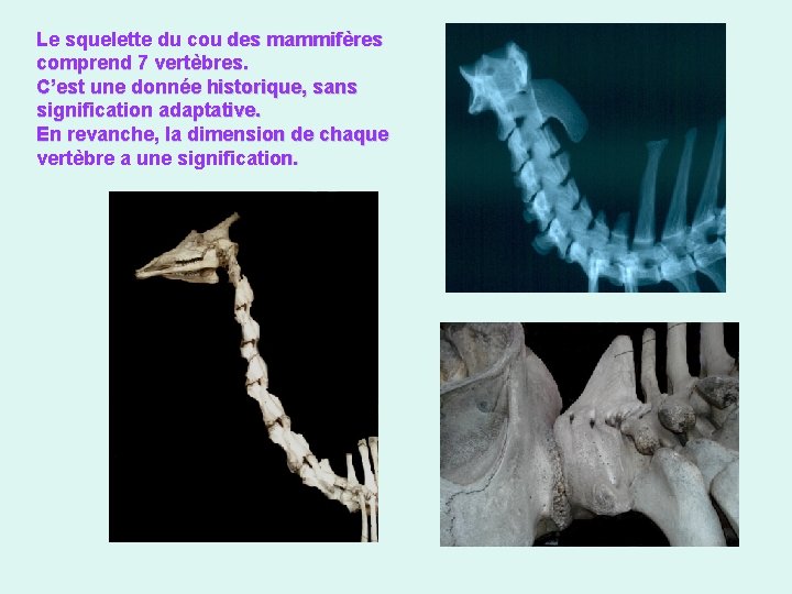 Le squelette du cou des mammifères comprend 7 vertèbres. C’est une donnée historique, sans
