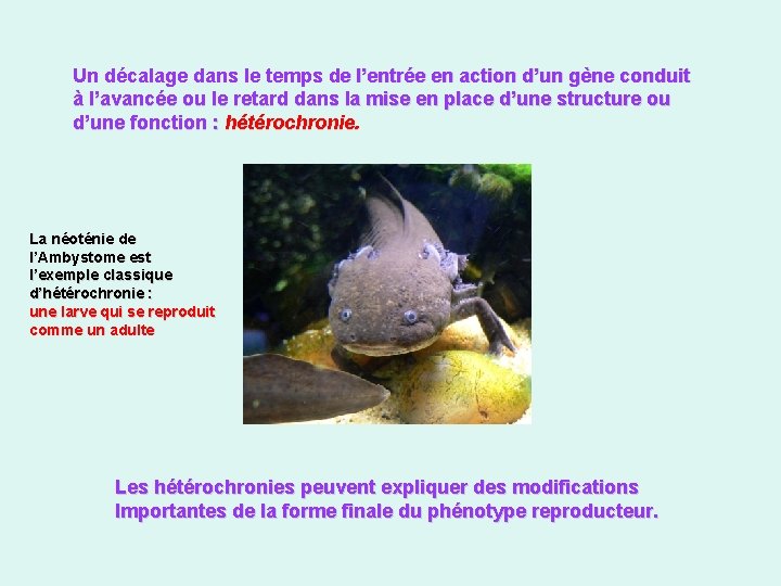 Un décalage dans le temps de l’entrée en action d’un gène conduit à l’avancée