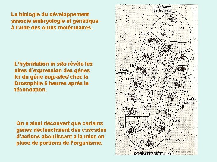 La biologie du développement associe embryologie et génétique à l’aide des outils moléculaires. L’hybridation